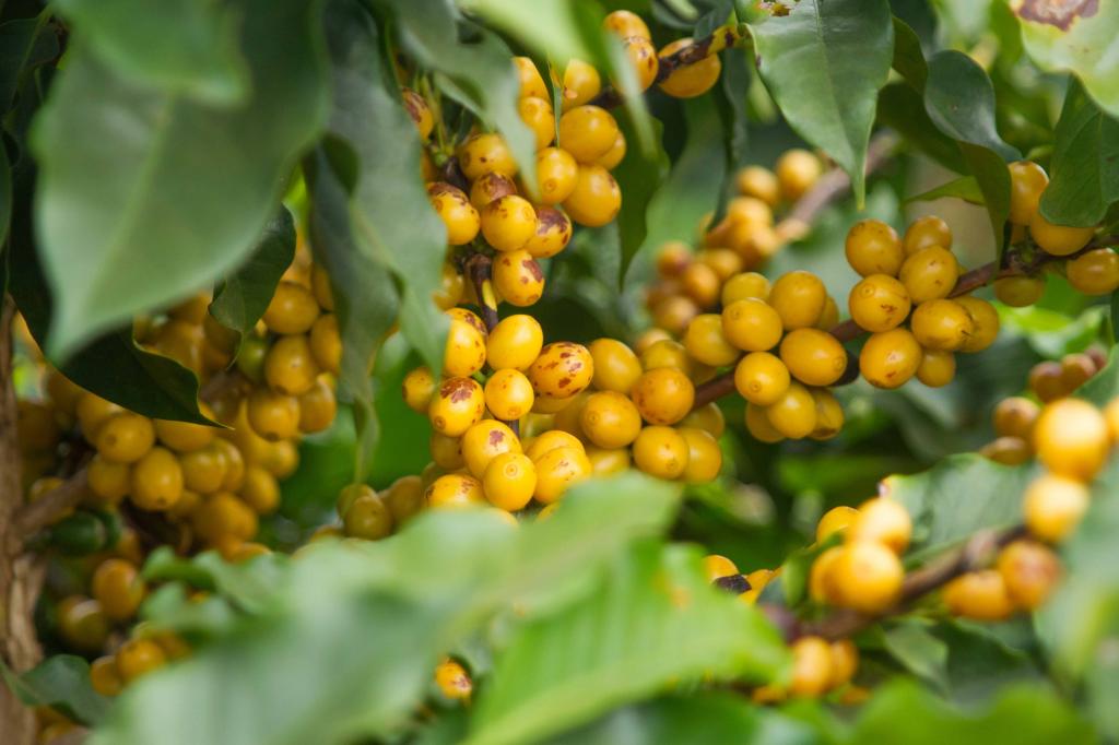 Frutas de café na árvore
