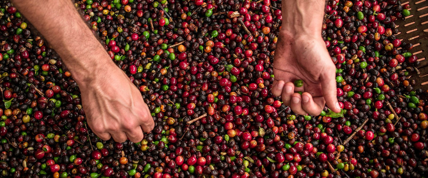 grãos de café vermelhos e verdes sendo selecionados manualmente