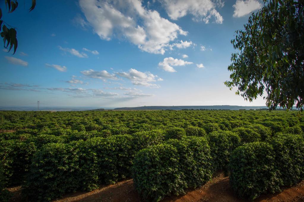 Plantação de café e céu azul