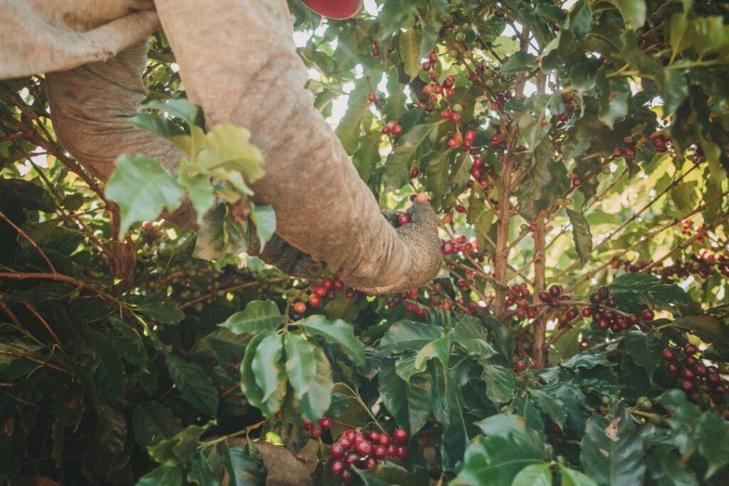 Mulher colhendo o grãos de café na plantação