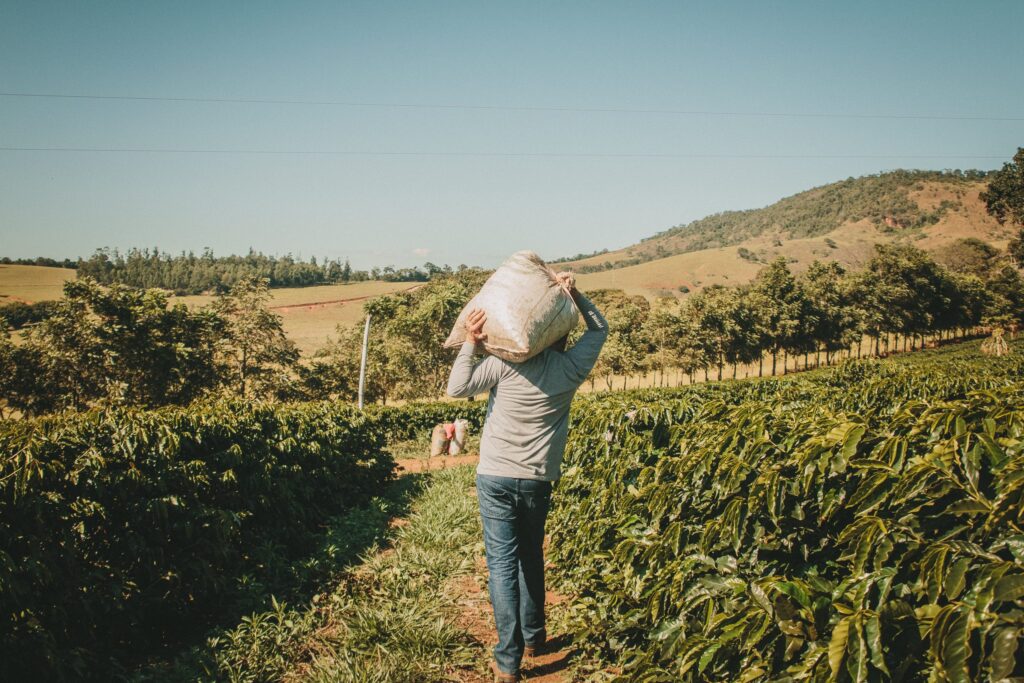 Homem carregando saca de café no ombro no meio da plantação